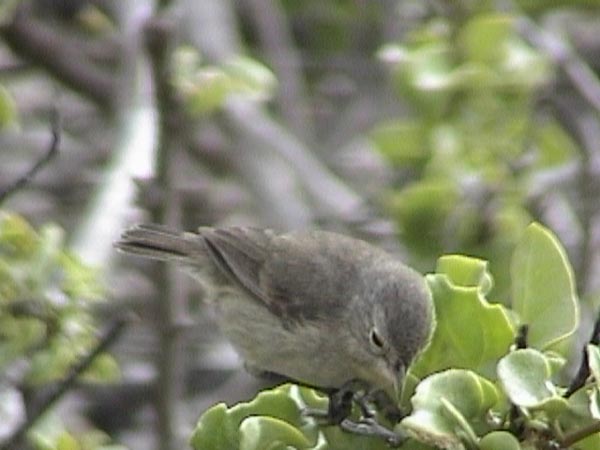 Small Tree Finch