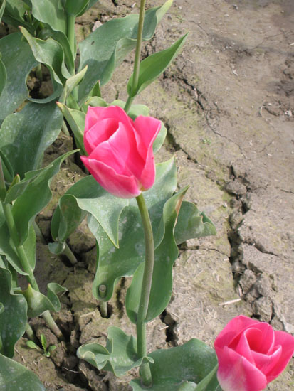 tulip_festival_April2005