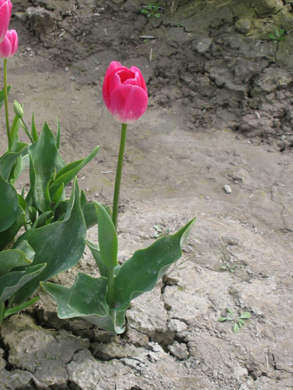 tulip_festival_April2005