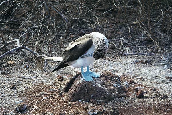 Blue Footed Booby