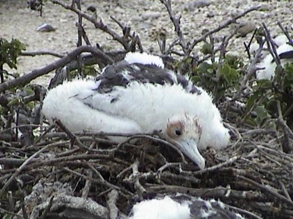 Juvenile Frigate Bird