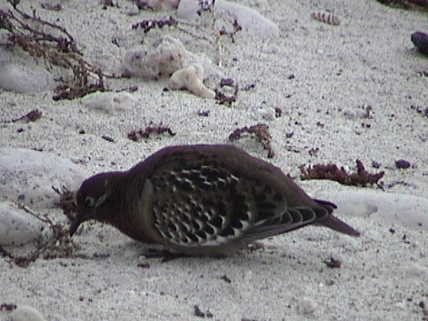 Lava Gull