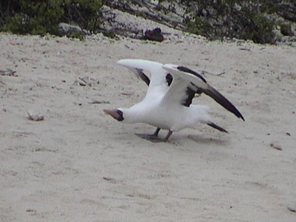 Nazca Booby