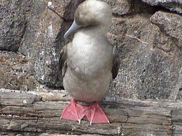 Red-Footed Booby