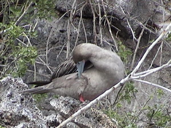 Red-footed booby