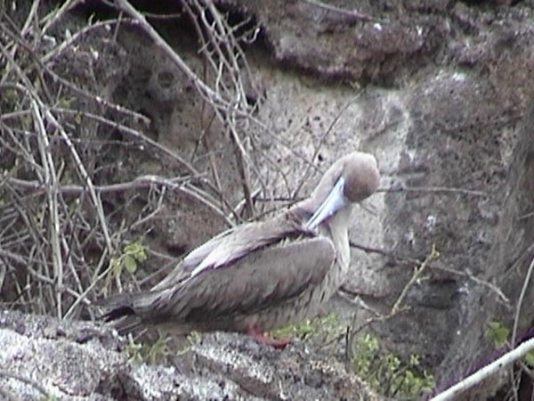 Red-footed booby