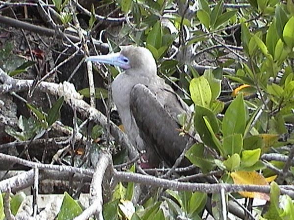 Red-footed booby