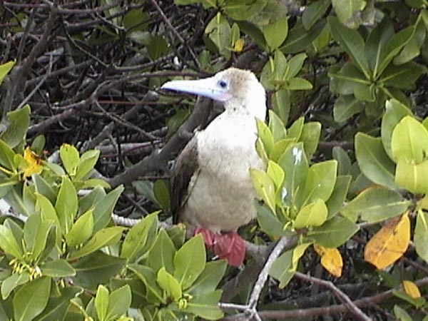 Red-footed booby