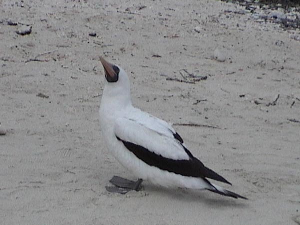 Nazca booby