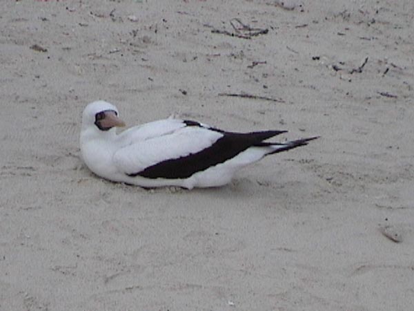 Nazca booby