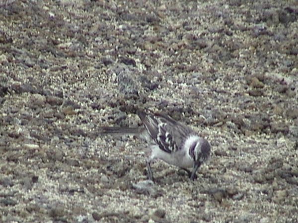 Galapagos Mockingbird