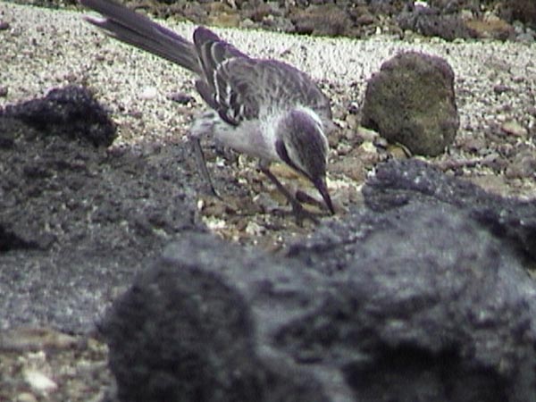 Galapagos Mockingbird