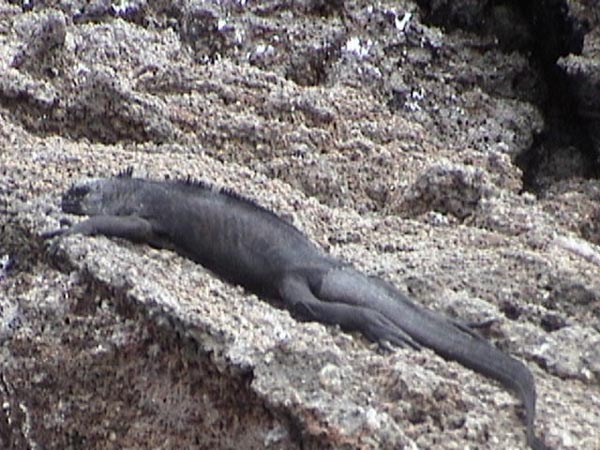 Marine Iguana