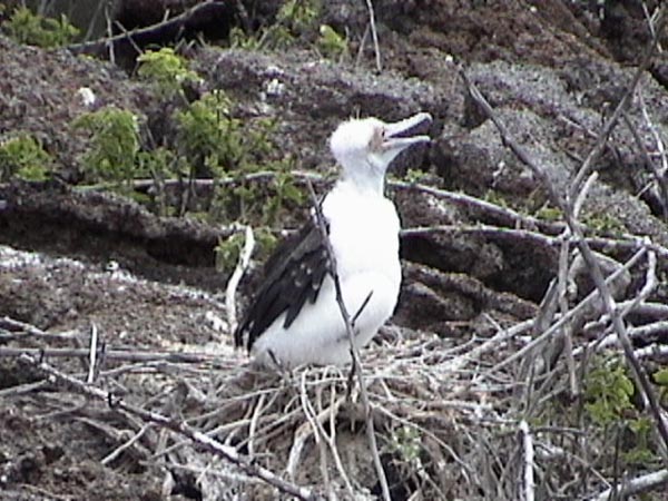 Juvenile Frigate Bird