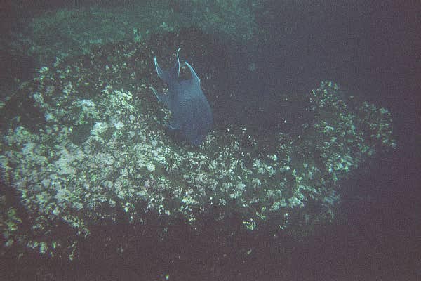 Damselfish