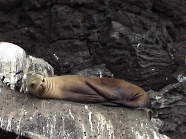 Sea Lion