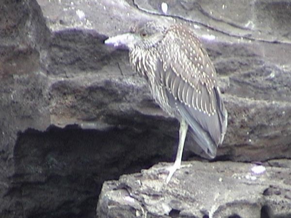 Lava Heron