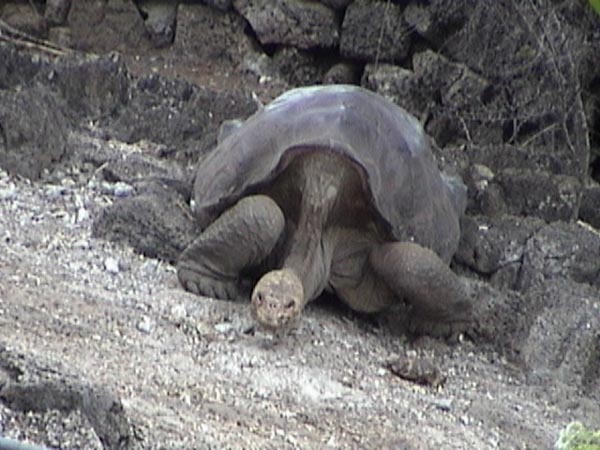 Lonesome George