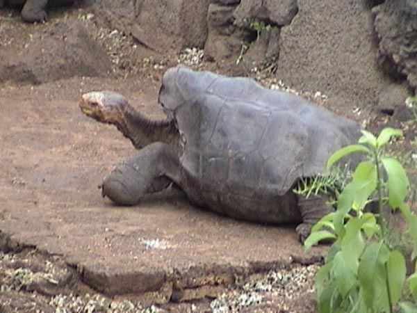 Lonesome George