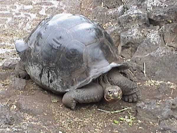 Galapagos Tortoise