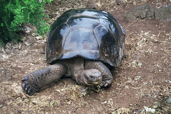 Galapagos Tortoise