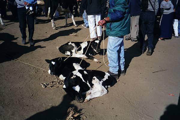 Otavalo Animal Market