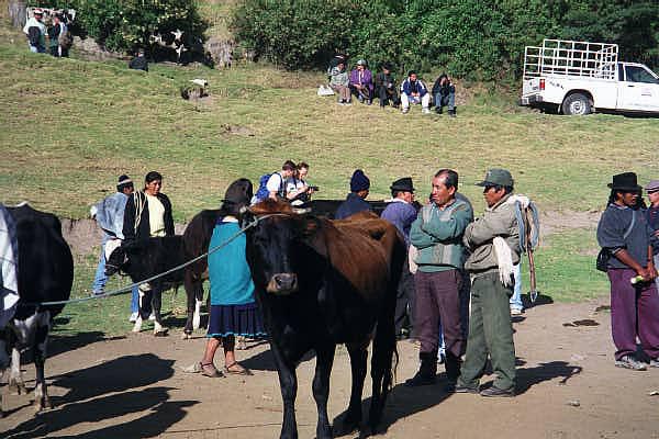 Otavalo Animal Market